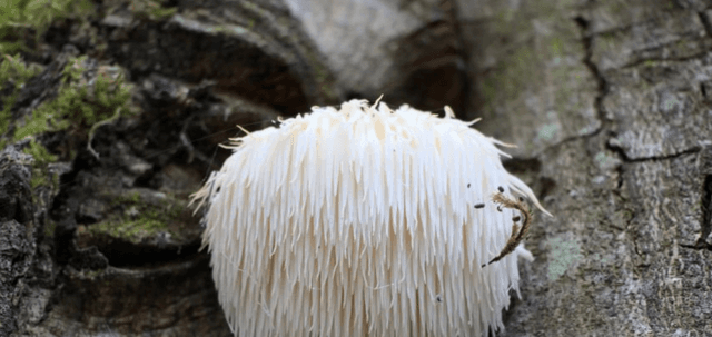 Wild Mushrooms